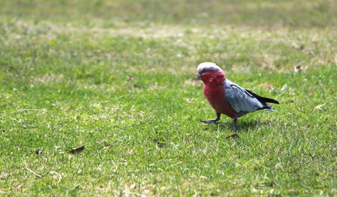 Royal National Park - Darwin Holiday 3