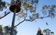 TreeTop Safari - thumb 3