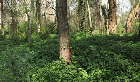 Second Ponds Creek Walk - Darwin Holiday 1