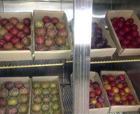 Canoelands Orchard - Darwin Holiday 1