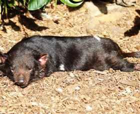 Symbio Wildlife Park - Darwin Holiday 0