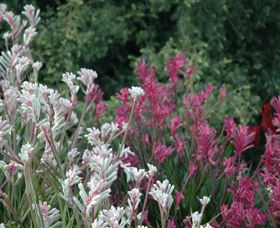 Mt Penang Gardens - Darwin Holiday 1