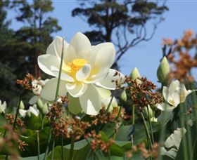 Mt Penang Gardens - Darwin Holiday 2