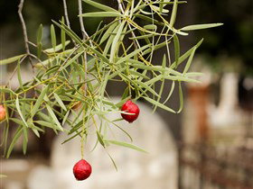 West Terrace Cemetery - Darwin Holiday 3
