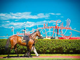 Morphettville Racecourse - Darwin Holiday 3