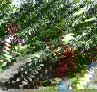 Forest Range Cherries - Darwin Holiday