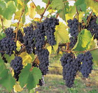 Hills Short Wine and Food Trail - Darwin Holiday