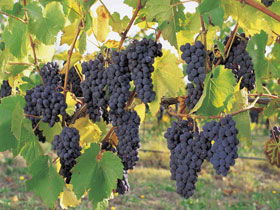 Hills Short Wine And Food Trail - Darwin Holiday 0