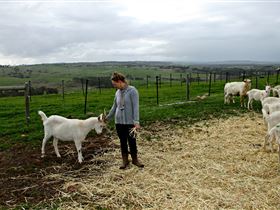 Kangarilla Creamery - Darwin Holiday 2