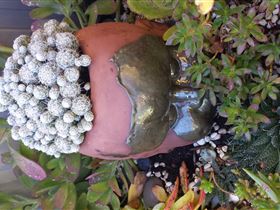 Cactus Creations - Darwin Holiday 2