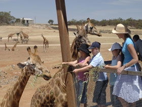 Monarto Open Range Zoo - Darwin Holiday 0