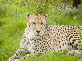 Monarto Open Range Zoo - Darwin Holiday 3