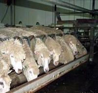 Island Pure Sheep Dairy And Cheese Factory - Darwin Holiday