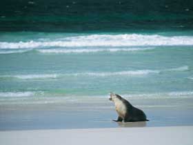 Flinders Chase National Park - Darwin Holiday 1