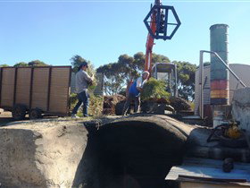 Emu Ridge Eucalyptus - Darwin Holiday 1