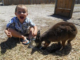 Animal Farm Goolwa - Darwin Holiday 0
