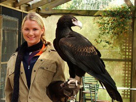 Raptor Domain - Darwin Holiday 1