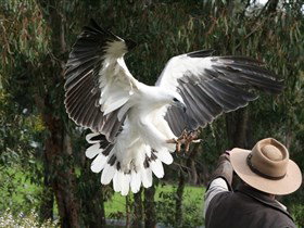 Raptor Domain - Darwin Holiday 0