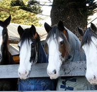 Victor Harbor Horse Drawn Tramway - Darwin Holiday