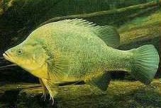 Charleville - Bakers Bend Warrego River Fishing Spot - Darwin Holiday 2