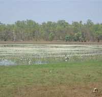 Leaning Tree Lagoon Nature Park - Darwin Holiday