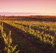 Ralph Fowler Wines - Darwin Holiday