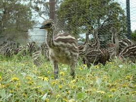 Avenue Emus - Darwin Holiday 1