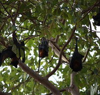 Manngarre Rainforest Walk - Darwin Holiday
