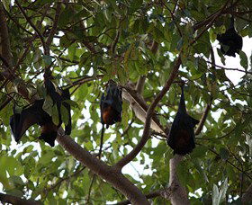 Manngarre Rainforest Walk - Darwin Holiday 0