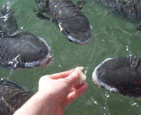 Aquascene - Darwin Holiday 1