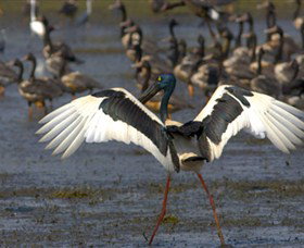 Nature's Way - Darwin Holiday 1