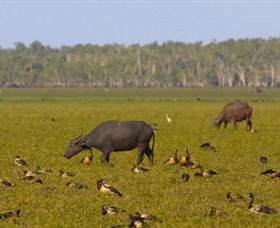 Nature's Way - Darwin Holiday 4