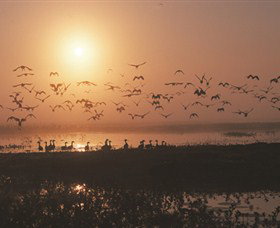 Nature's Way - Darwin Holiday 6