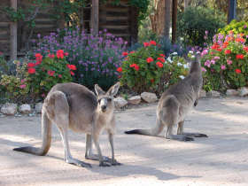 The Pioneer Settlement - Darwin Holiday 5