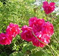 Bishop's Lodge Historic House and Heritage Rose Garden - Darwin Holiday