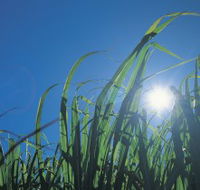 Australian Sugar Industry Museum - Darwin Holiday