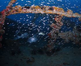 Lady Bowen Dive Site - Darwin Holiday 1