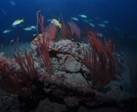 Lady Bowen Dive Site - Darwin Holiday 3
