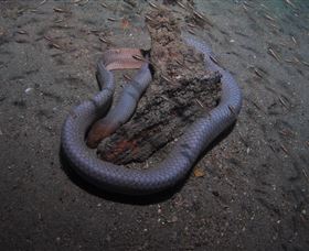 Lady Bowen Dive Site - Darwin Holiday 2