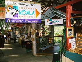 Kuranda Koala Gardens - Darwin Holiday 3