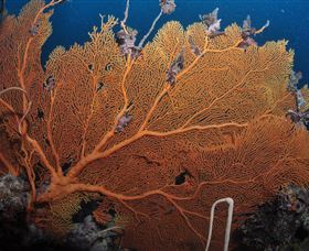 Eddy Reef Dive Site - Darwin Holiday 3
