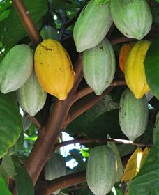 Sweet Farm Tours - Darwin Holiday 3