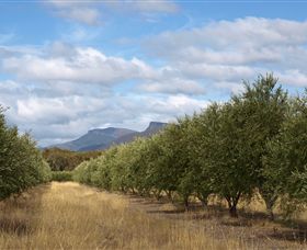 Red Rock Olives - Darwin Holiday 1