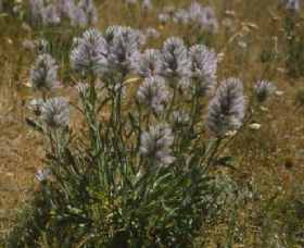 Calivil ACT Darwin Holiday