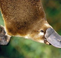 Eungella National Park - Darwin Holiday