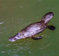 Platypus Viewing at Broken River - Darwin Holiday
