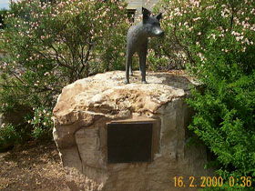 Dingo Statue - Darwin Holiday 0