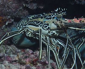 Keeper Reef Dive Site - Darwin Holiday 2