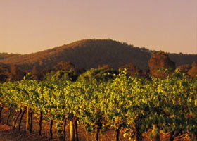Taltarni Vineyards - Darwin Holiday 0