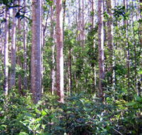 Cathu State Forest - Darwin Holiday